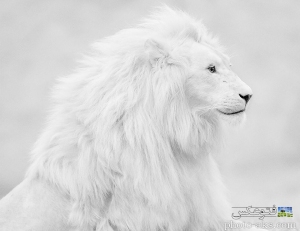 beautifull-albino-white-lion