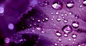 purple-water1