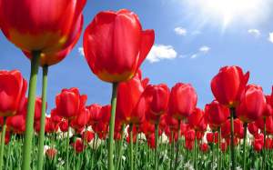 Beautiful-Tulip-Flowers-Pictures-And-Wallpapers34