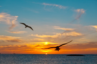 stock-photo-14295163-two-seagulls-at-the-sunset